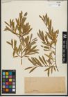 Foto von Salix purpurea L.
